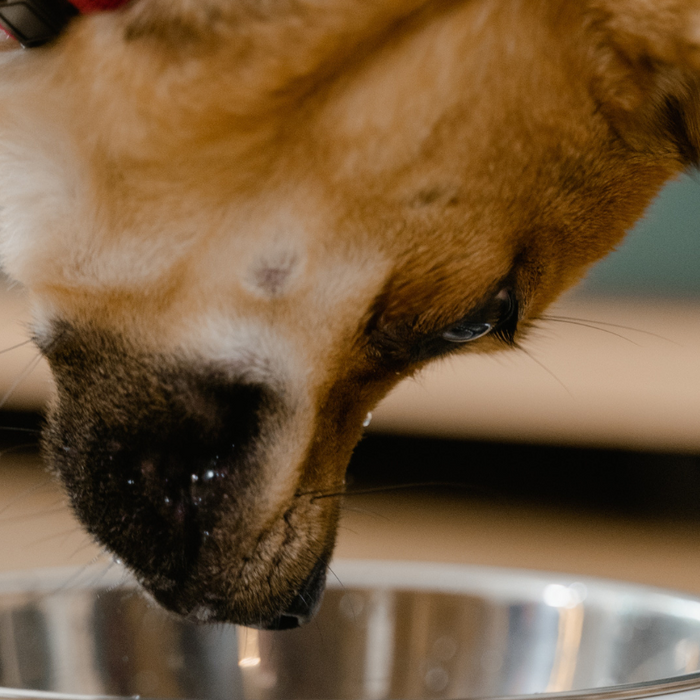 10 consejos para alimentar correctamente a tu cachorro y asegurar su crecimiento saludable