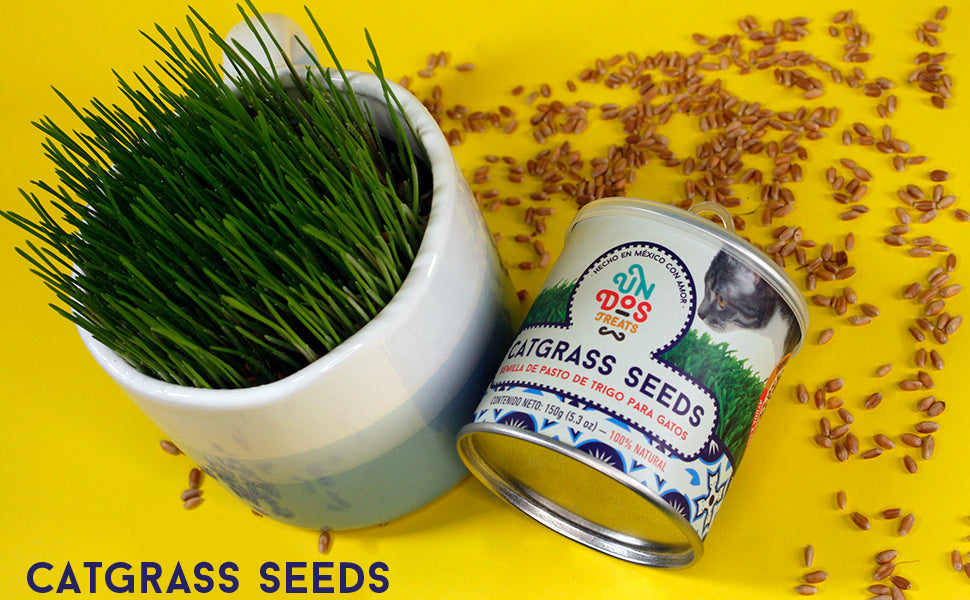 Cat Grass Seeds Pasto De Trigo Para Gatos, 150 Gr