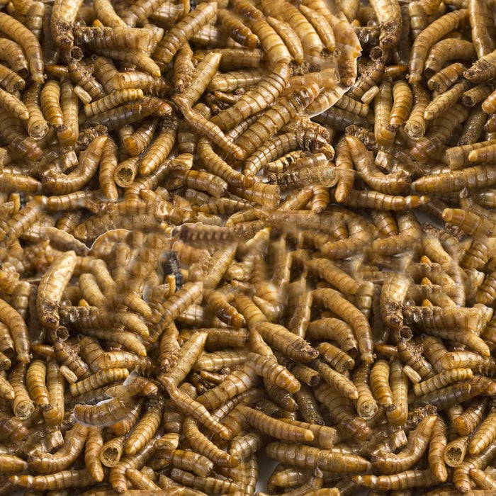 RedKite Larva De Mosca Soldado 30 grs