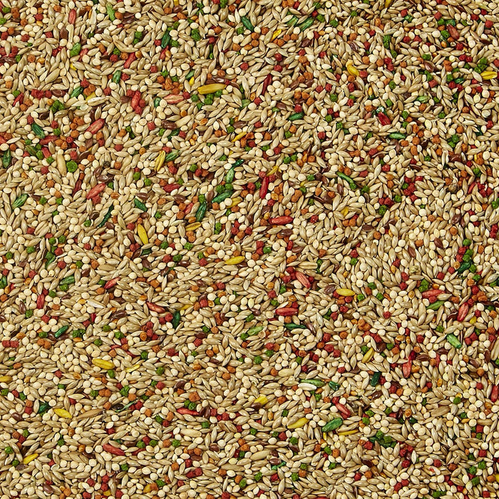 Polvo multivitamínico y de calcio,Aves de corral Polvo multivitamínico y de calcio,Aves de corral