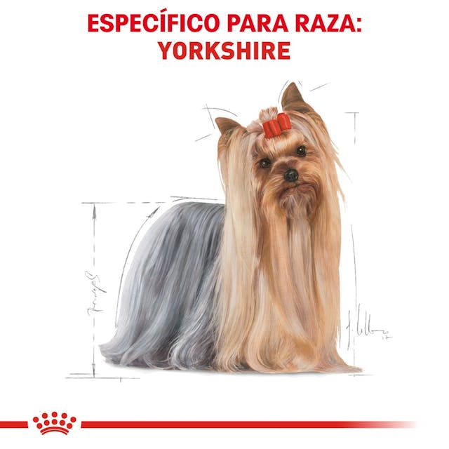 ROYAL CANIN-YORKSHIRE ADULT 1.1