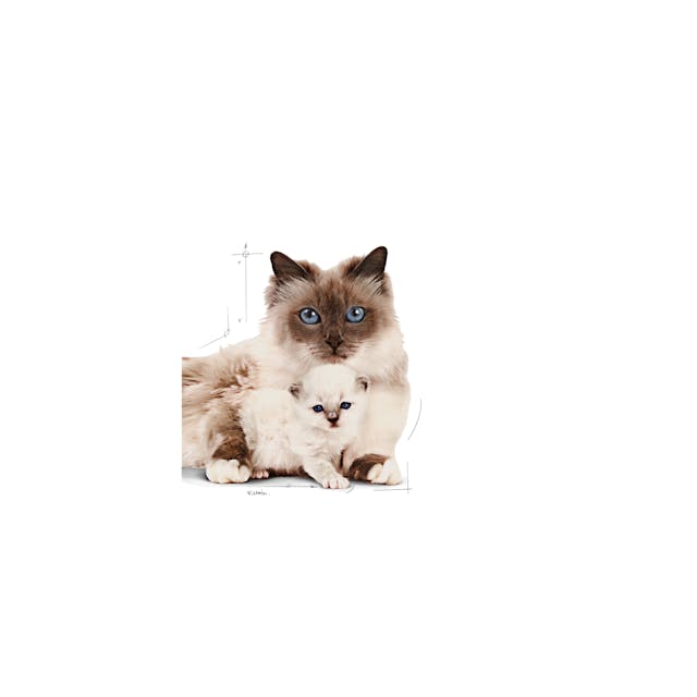 ROYAL CANIN-MOTHER & BABYCAT 1.3 KGS
